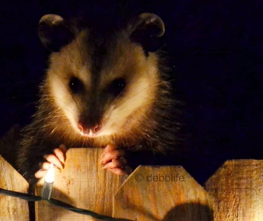 Wordless Wednesday…