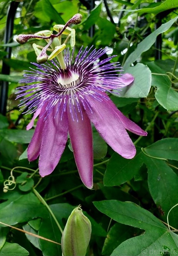 Macro Monday… and&nbsp;FOTD